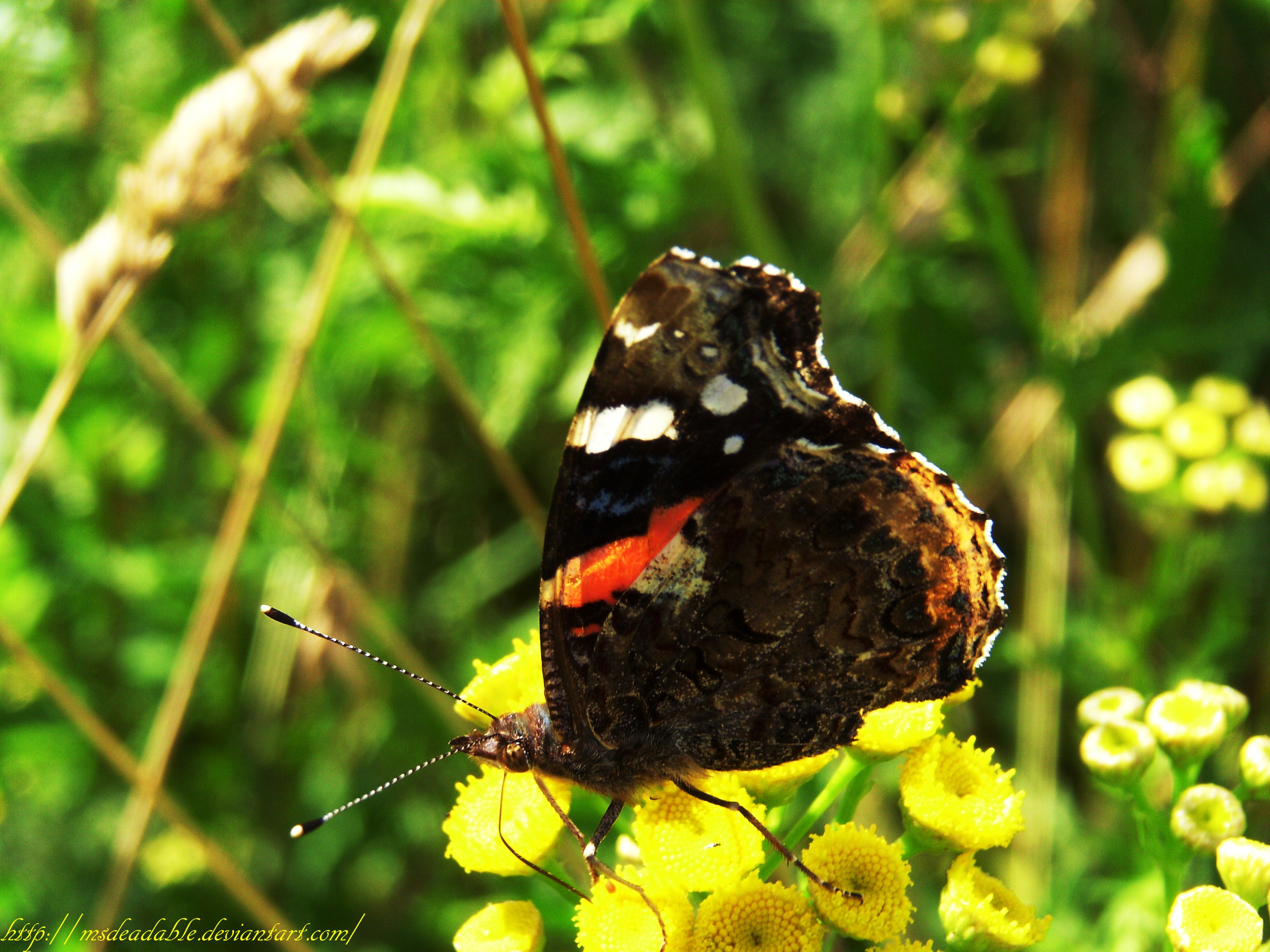 Vanessa Atalanta 