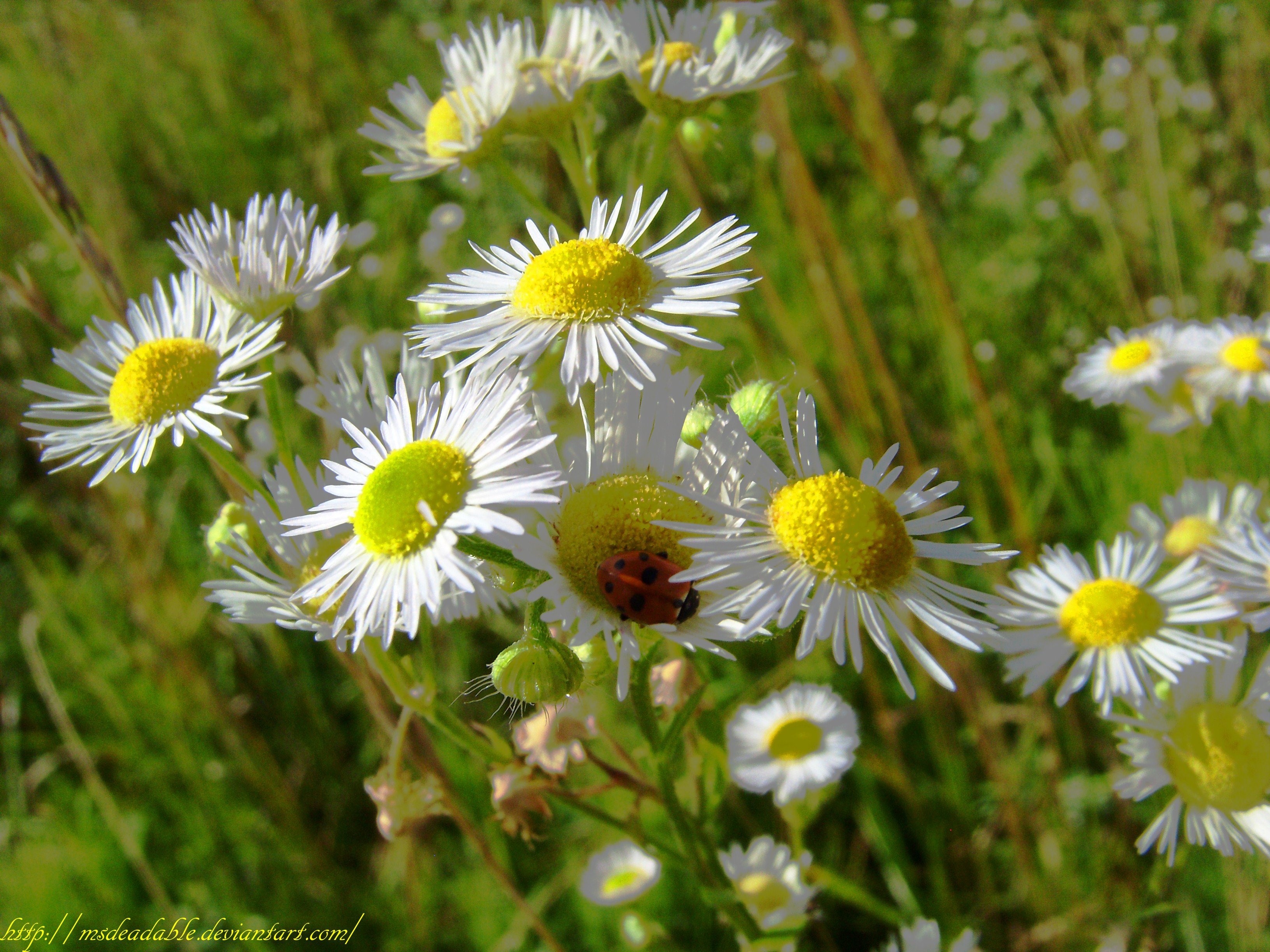 Chamomiles