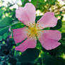 Flower of Rose Hip