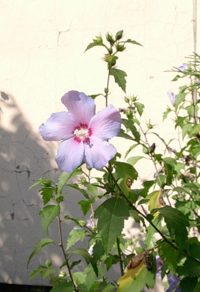 pink flower