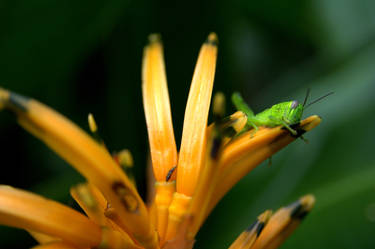 Grashopper II