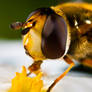 hover fly - portrait