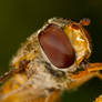 Dirty hover fly 2