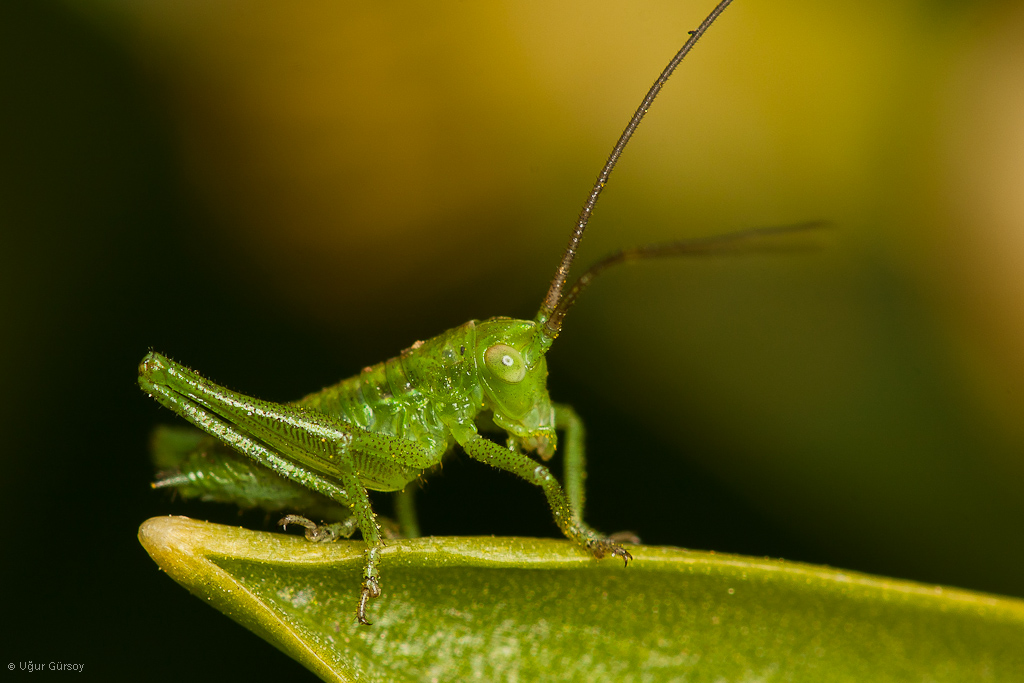 Leptophyes punctatissima 2