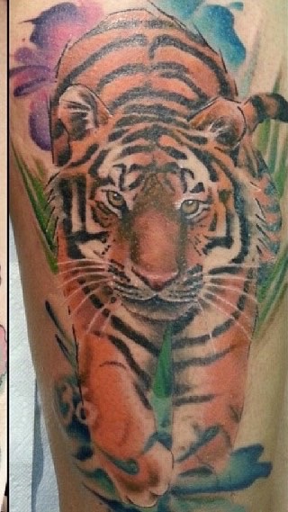 Tiger 