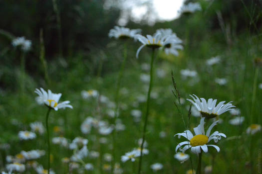 some moar daisies.