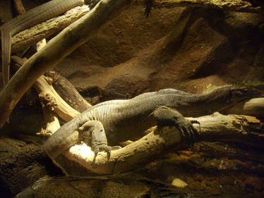 Komodo Dragon