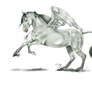 Nhouri Pegasus