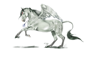 Nhouri Pegasus