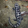 Weller's Salamander (Adult) 3