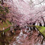 Cherry Blossom's Bridge
