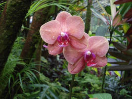 Orchid Dream