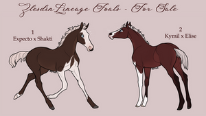 Zlesdin Lineage Foals - Closed