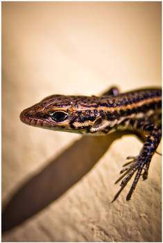 Lizard - Macro