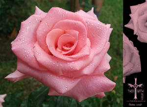 Pink Rose with Droplets by TheoGothStock