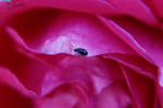 Rose Macro Closeup with Beetle by TheoGothStock