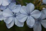 Plumbago by TheoGothStock