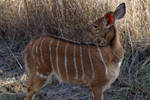 Young Nyala Ewe by TheoGothStock