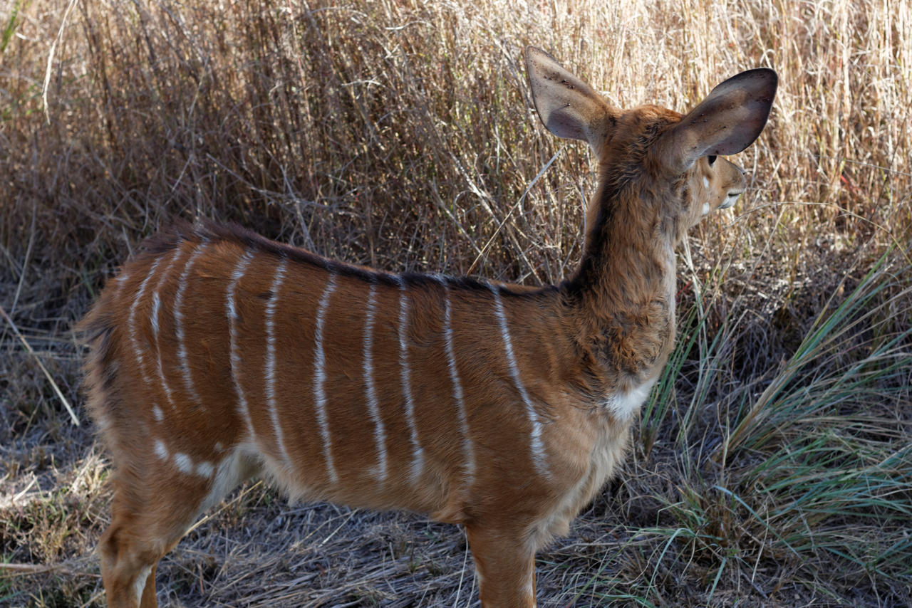 Young Nyala Ewe by TheoGothStock on DeviantArt