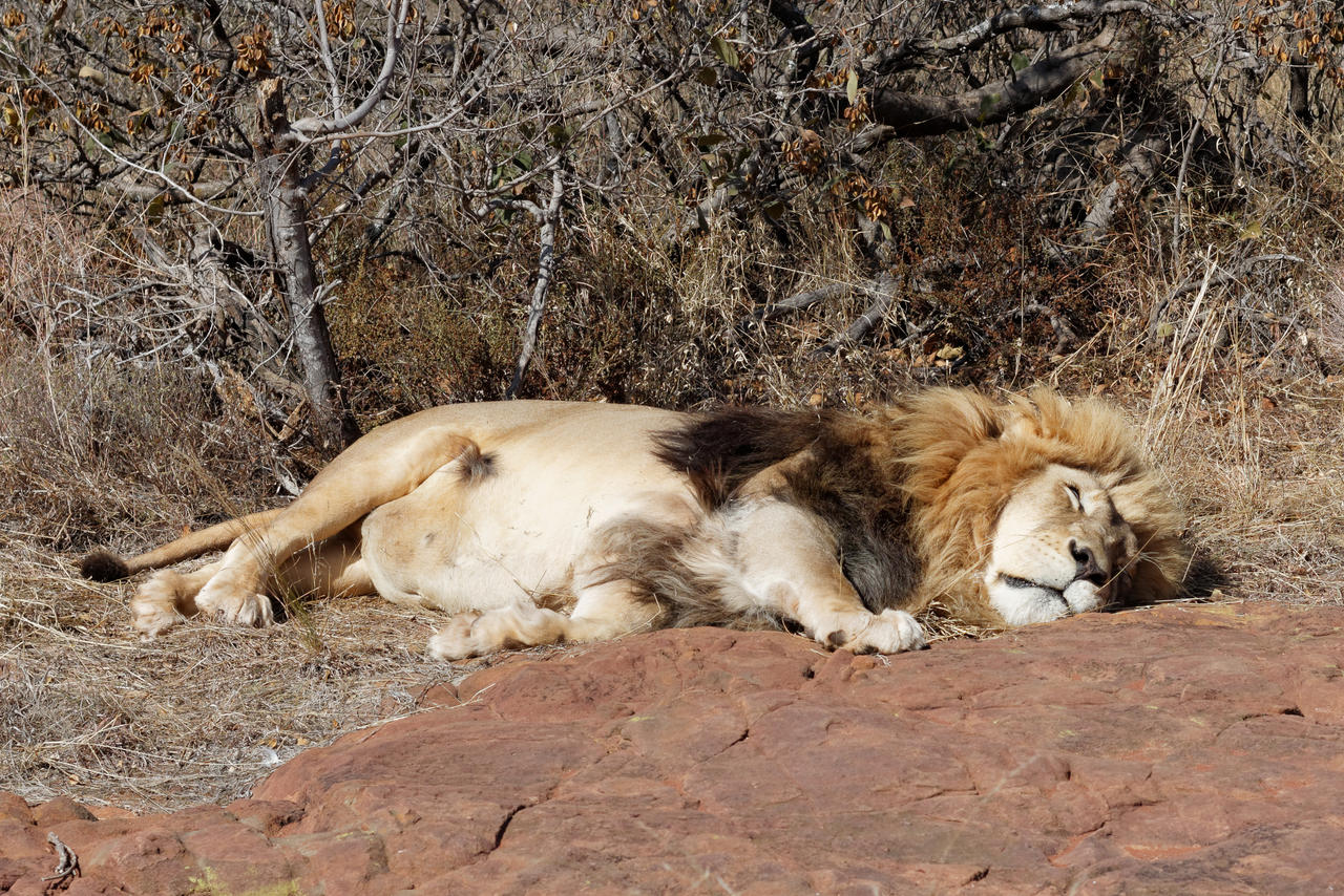 Lion Lying Down by TheoGothStock on DeviantArt