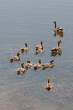 Egyptian Goose Family