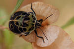 Common Voodoo Shield Bug by TheoGothStock