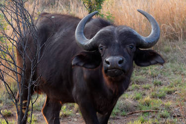 Young Buffalo Bull