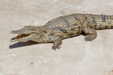 Young Nile Crocodile