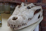 Nile Crocodile Skull by TheoGothStock
