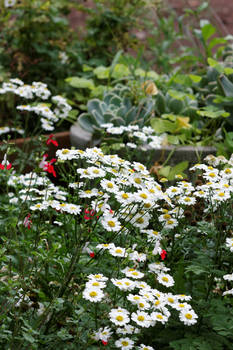 White Flowers