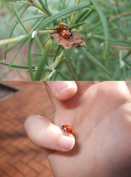 Ladybird friend