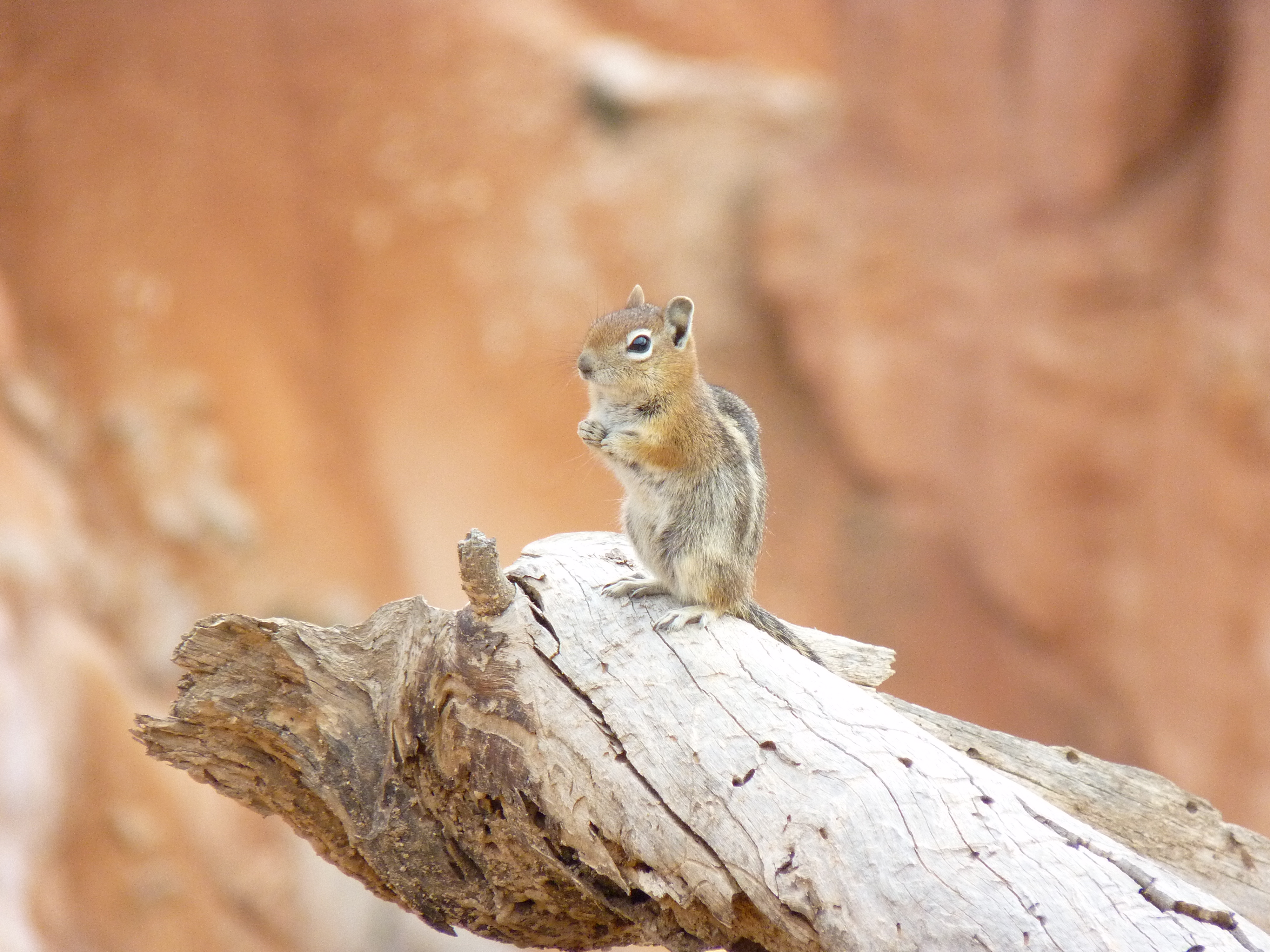 Chipmunk