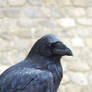 royal raven 8