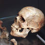 roman skull no3