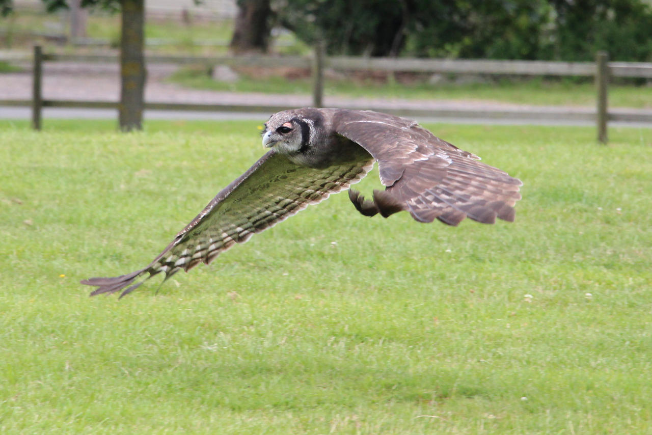 Owl (not sure of species)