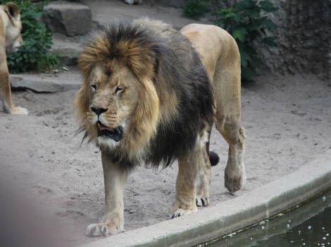lion 3