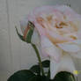 Pink-White Rose and Rose Bud