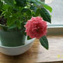 Potted Pink Rose