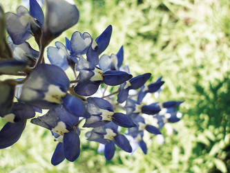 blue bonnets