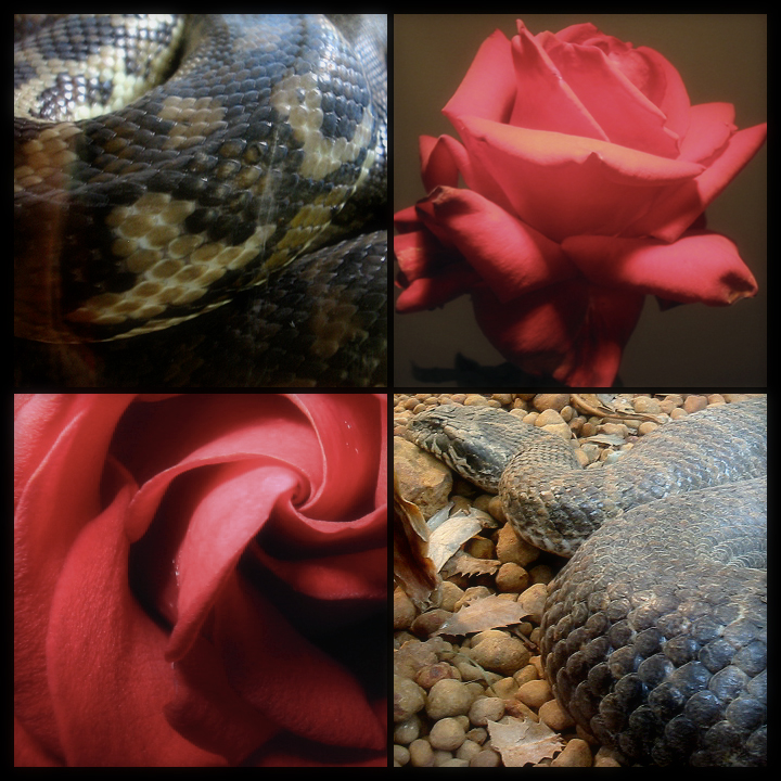 Snake and Rose
