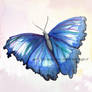 Butterfly 1