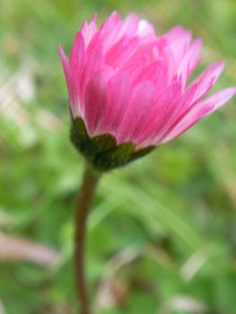 Pink Flower