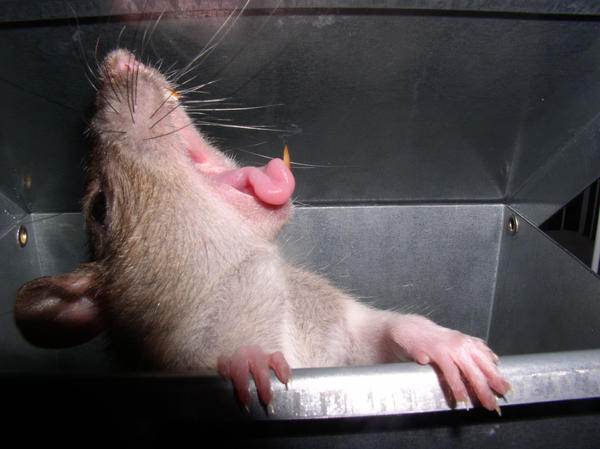 Feaky Rat goofy rat yawn by splint78 on DeviantArt