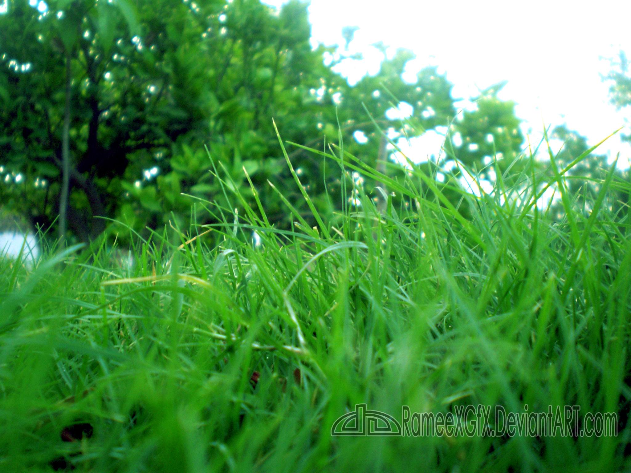 Vista Natural Lawn at Khairpur