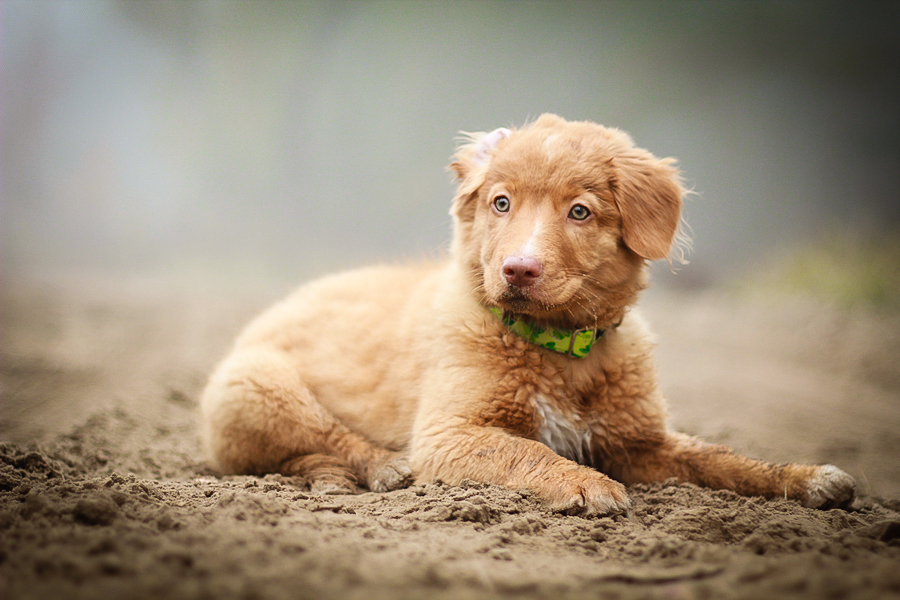 Little red beauty