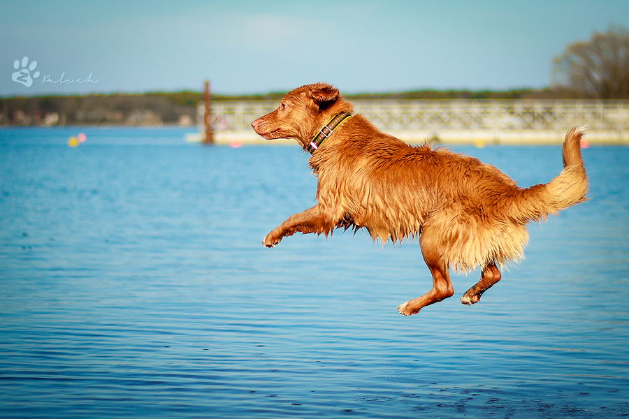 Flying toller