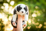 Puppyset by Rozowynos