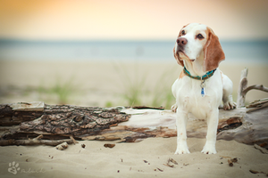 On the beach by Rozowynos On the beach by Rozowynos