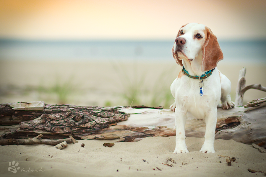 On the beach