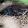 Baby Blackbird